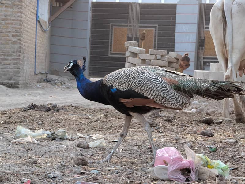 Peacocks 7