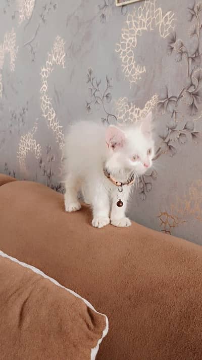 Parsian cat male