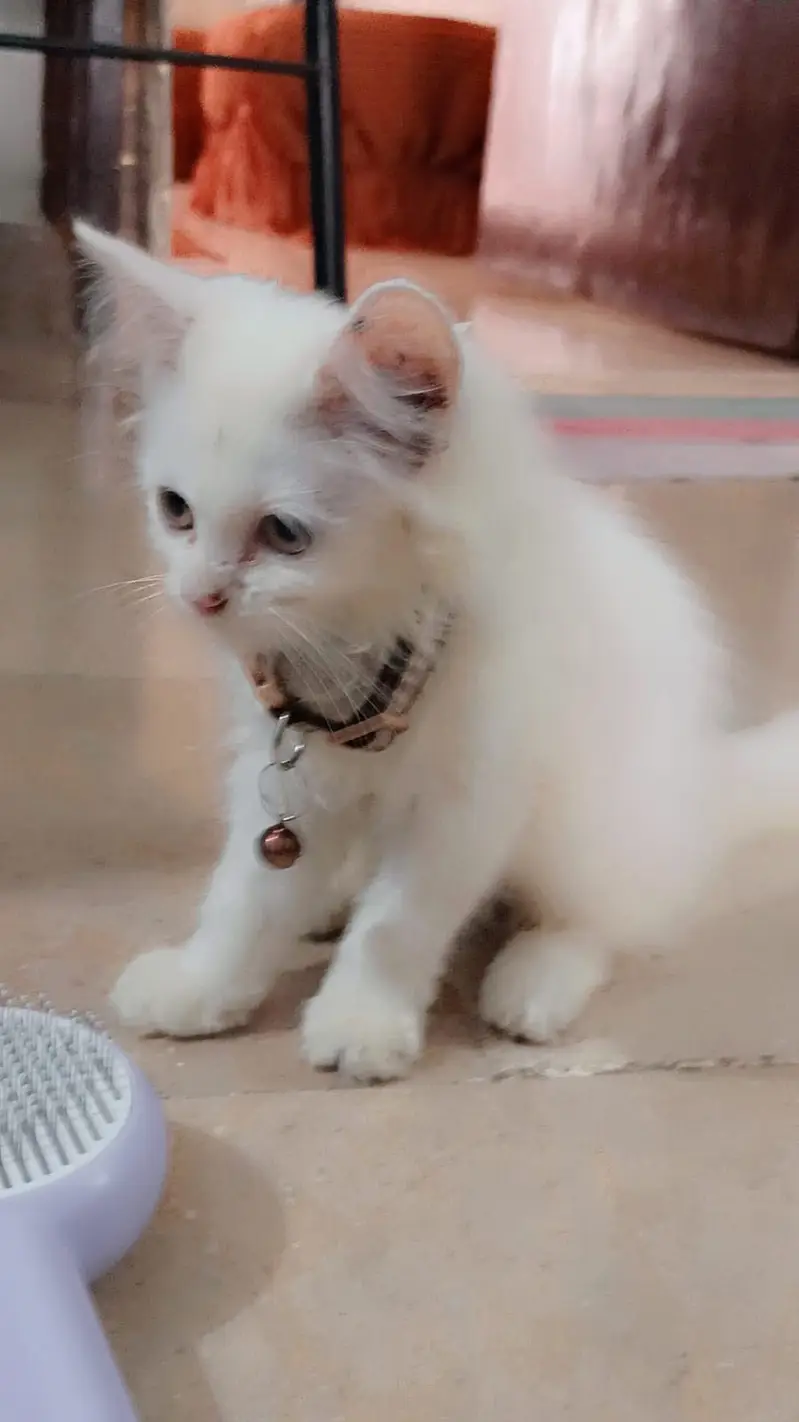 Parsian cat male — photo 4