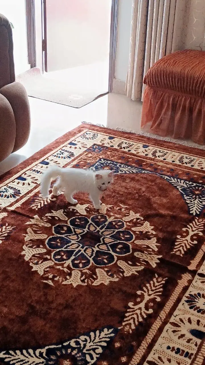 Parsian cat male — photo 6