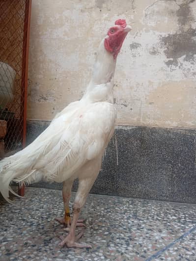 Heera Aseel Murghay For Sale
