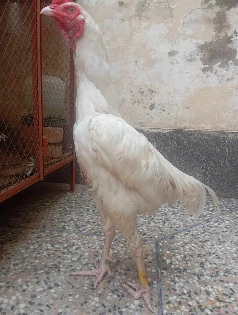 Heera Aseel Murghay For Sale — photo 2