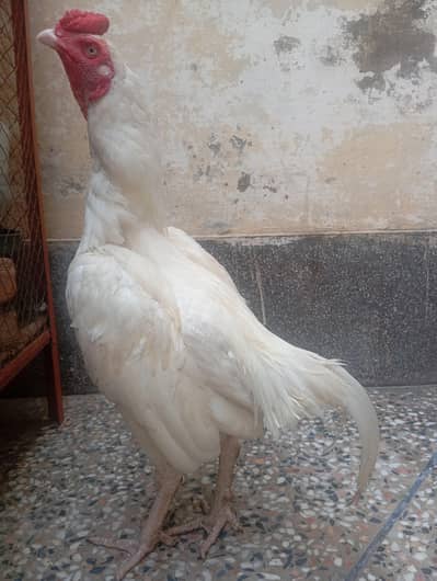 Heera Aseel Murgha For Sale