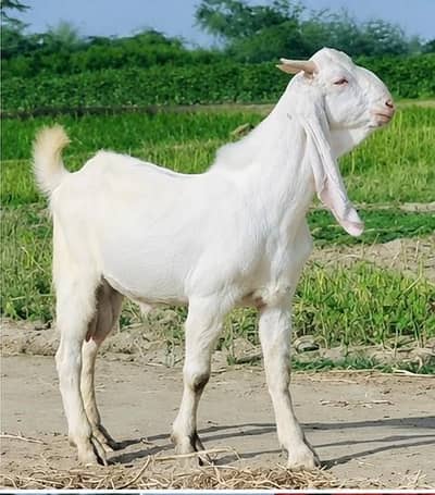 gulabi kapla fresh 2 daant