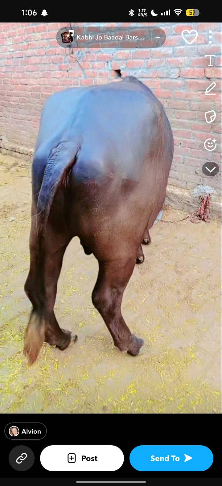 neli Ravi 0