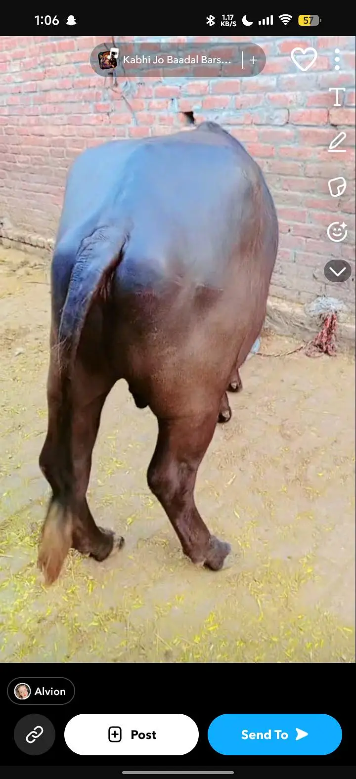 neli Ravi