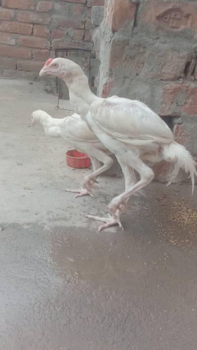 purr paper white herra pair  prmoz long hight ghr ki breed ha