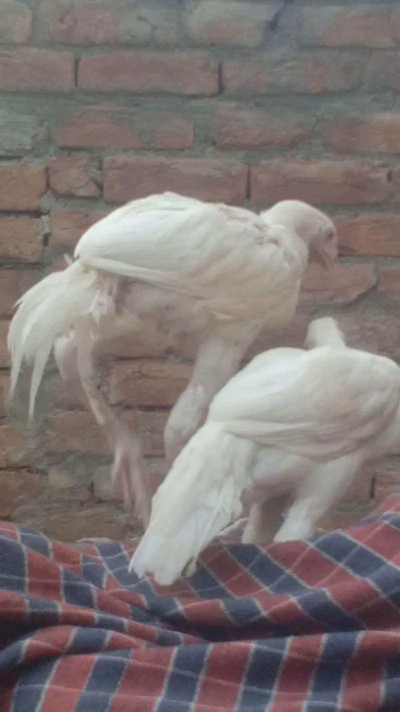 purr paper white herra pair  prmoz long hight ghr ki breed ha — photo 2