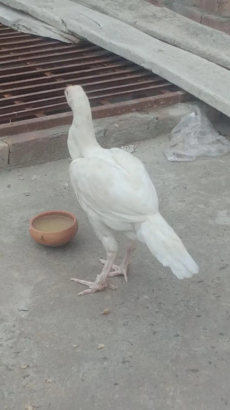 purr paper white herra pair  prmoz long hight ghr ki breed ha — photo 3