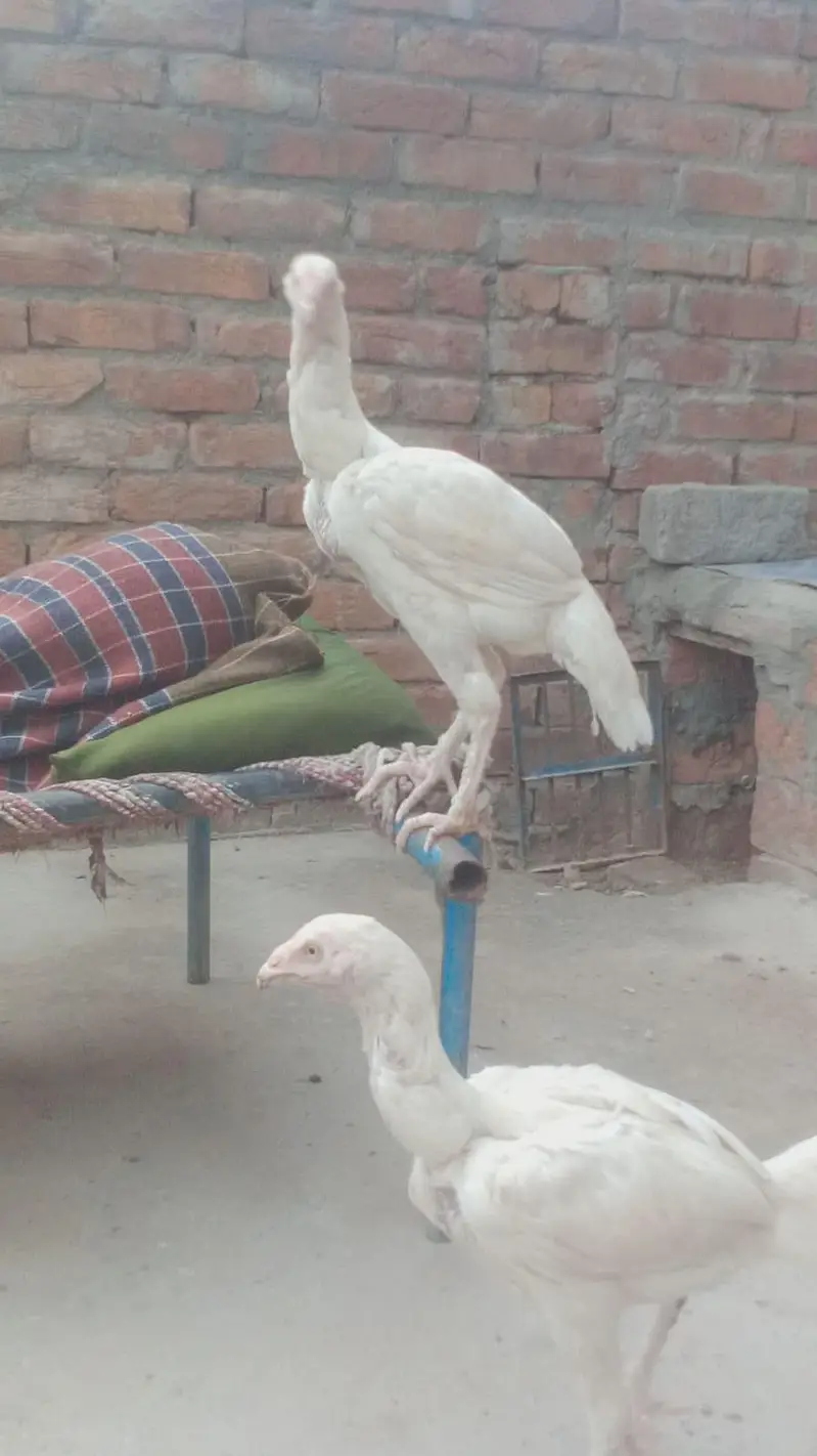 purr paper white herra pair  prmoz long hight ghr ki breed ha — photo 4