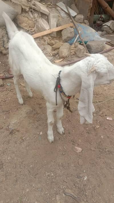 Golabi Bakri agg 6 mounth