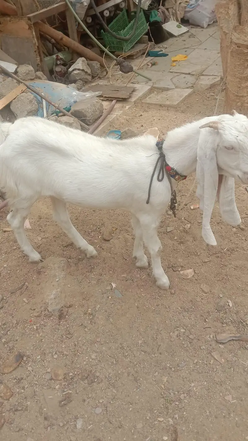 Golabi Bakri agg 6 mounth — photo 2