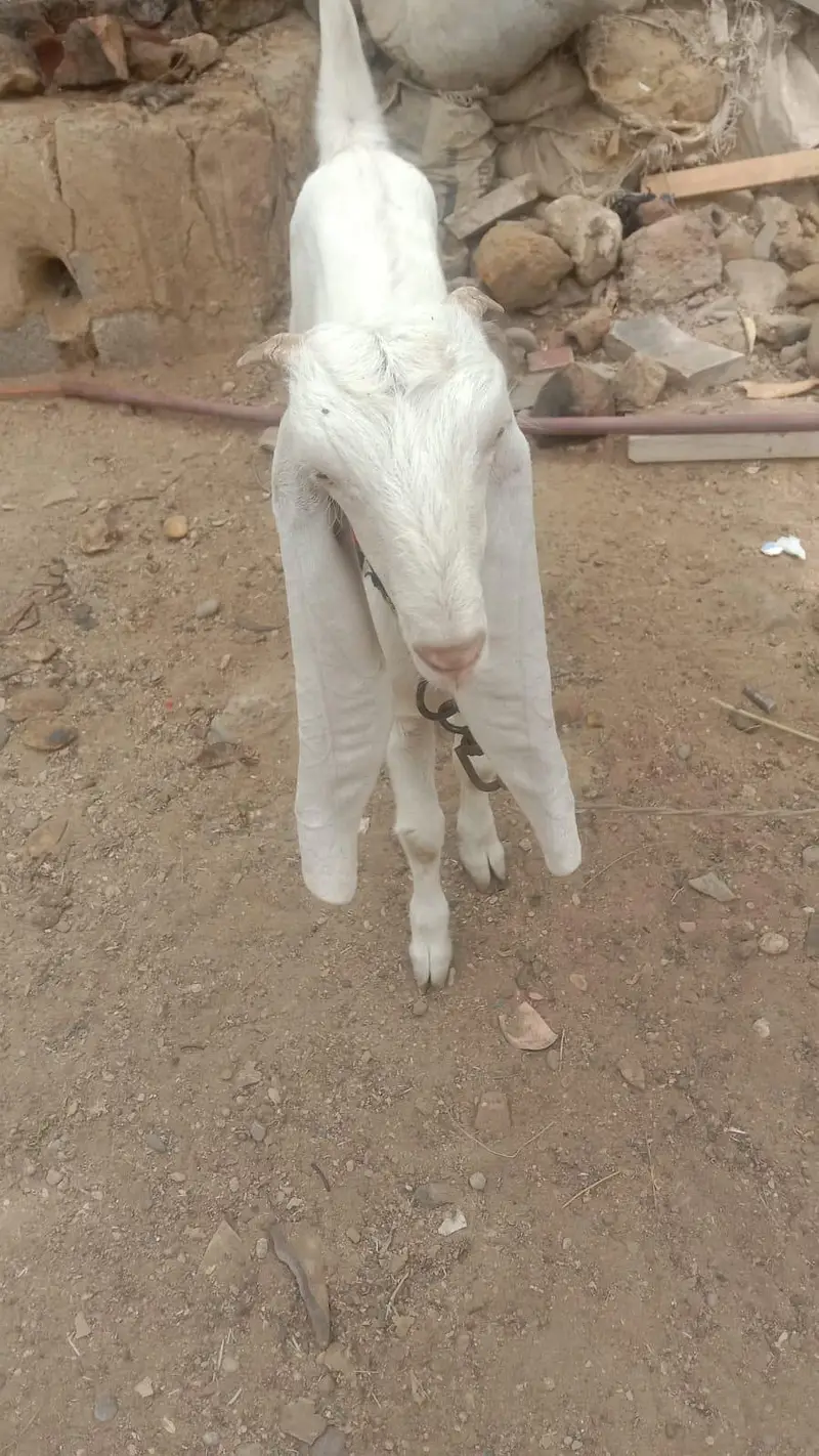 Golabi Bakri agg 6 mounth — photo 5