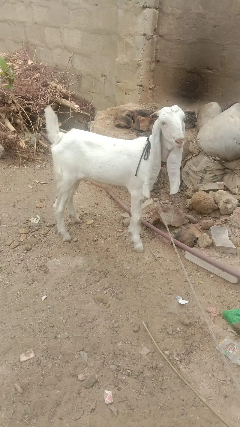 Golabi Bakri agg 6 mounth — photo 6