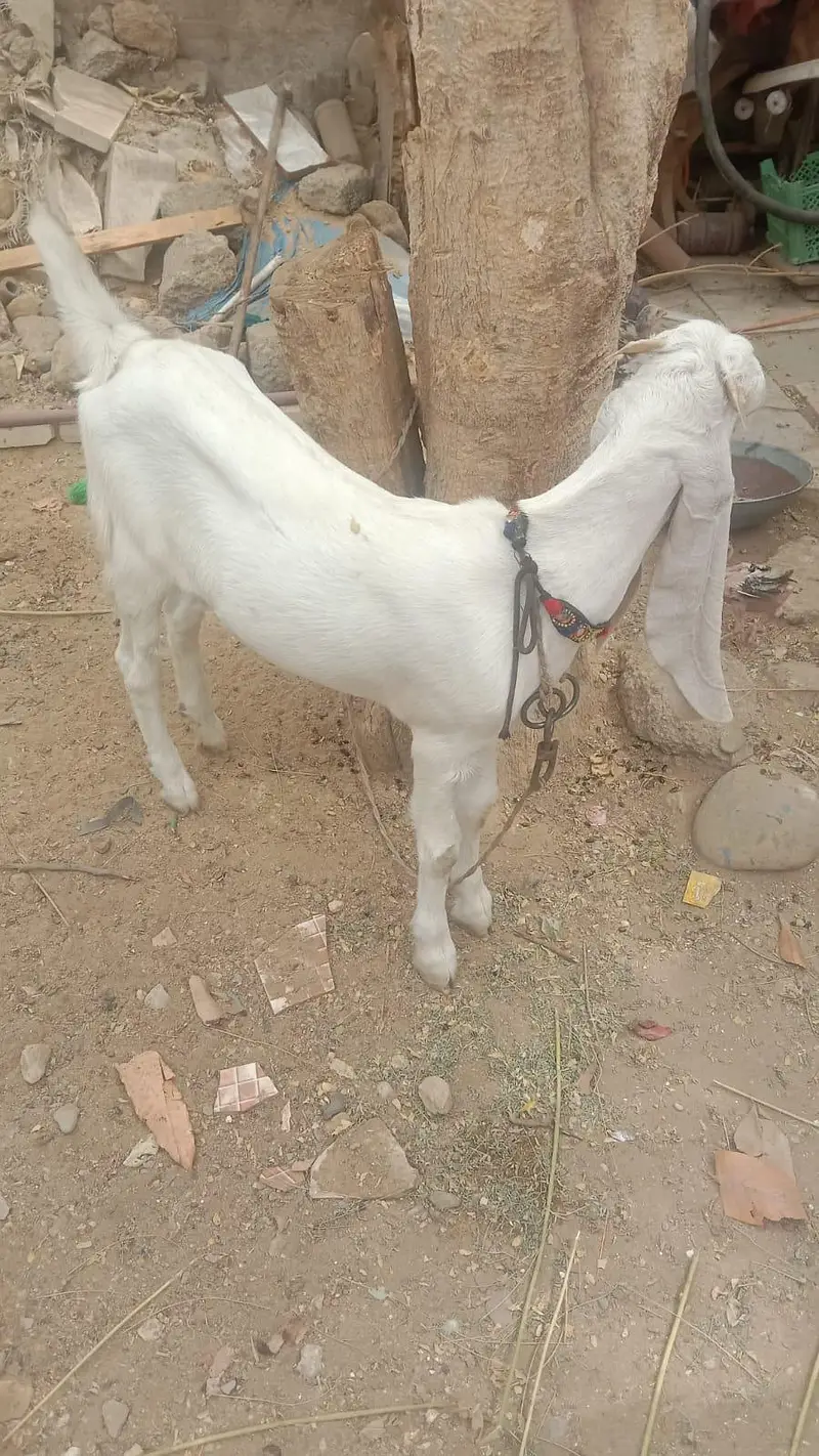 Golabi Bakri agg 6 mounth — photo 8