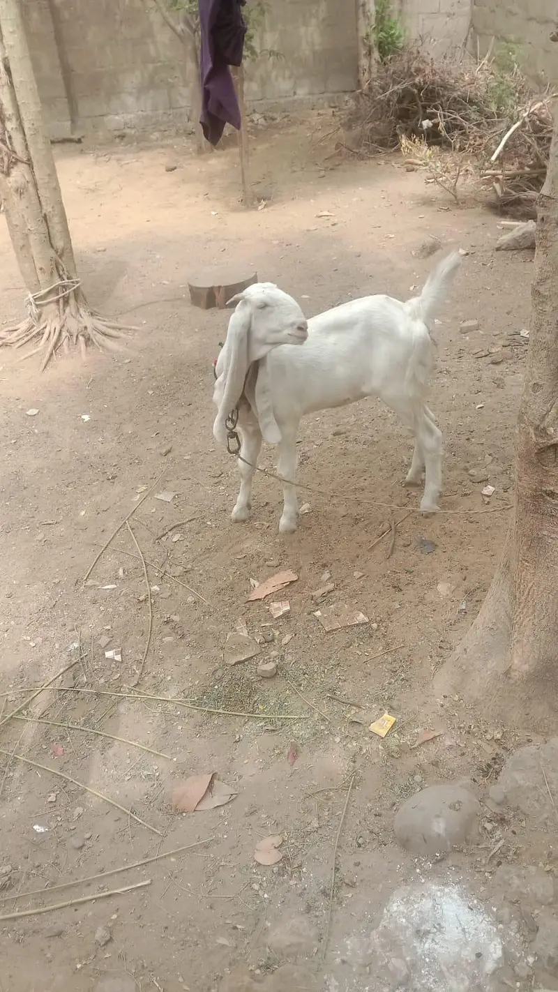Golabi Bakri agg 6 mounth — photo 11
