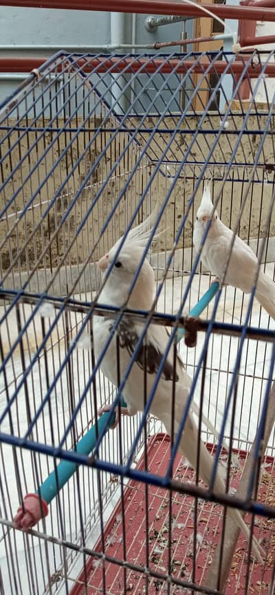 Tamed Cockatiels