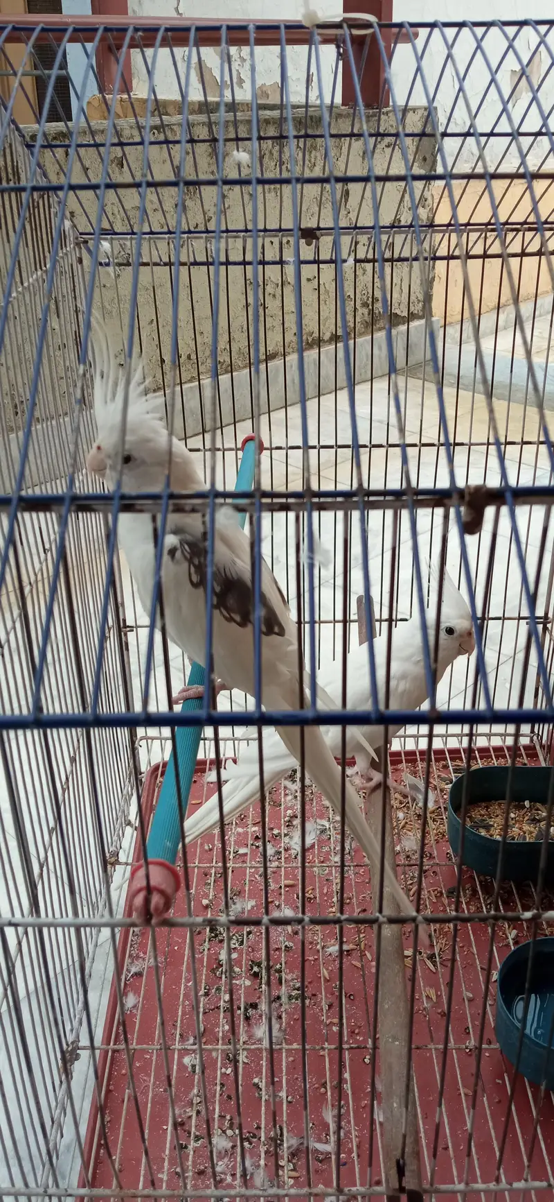 Tamed Cockatiels — photo 2