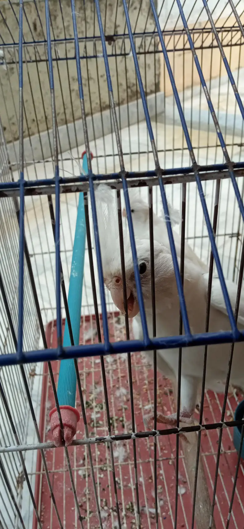 Tamed Cockatiels — photo 3