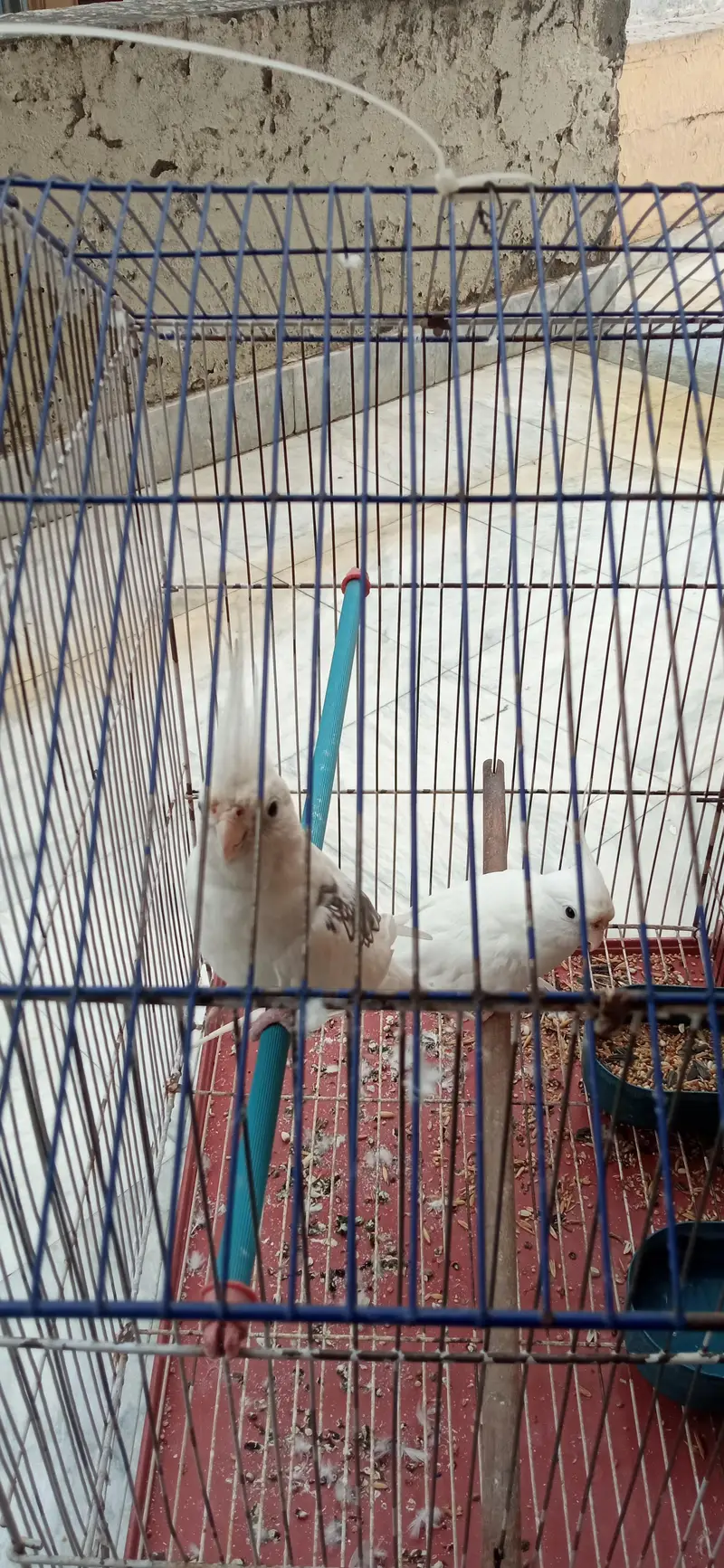 Tamed Cockatiels — photo 4