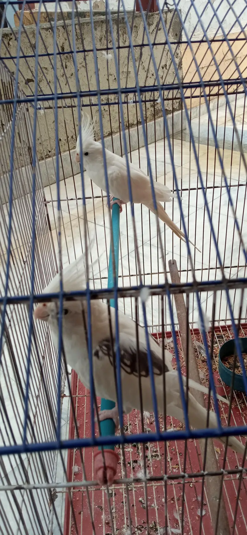 Tamed Cockatiels — photo 5