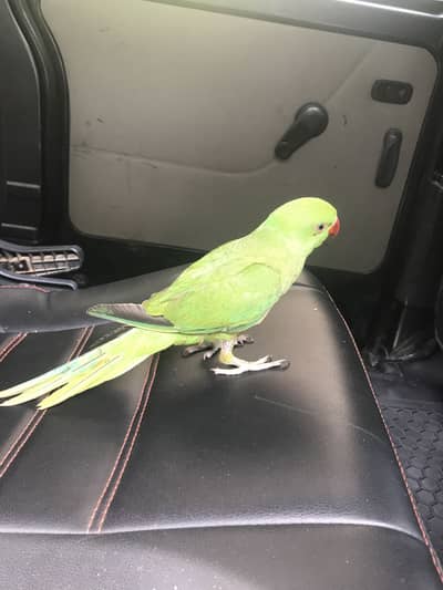 Healthy green parrot for sale.     Bolna wala tota      Hand tame