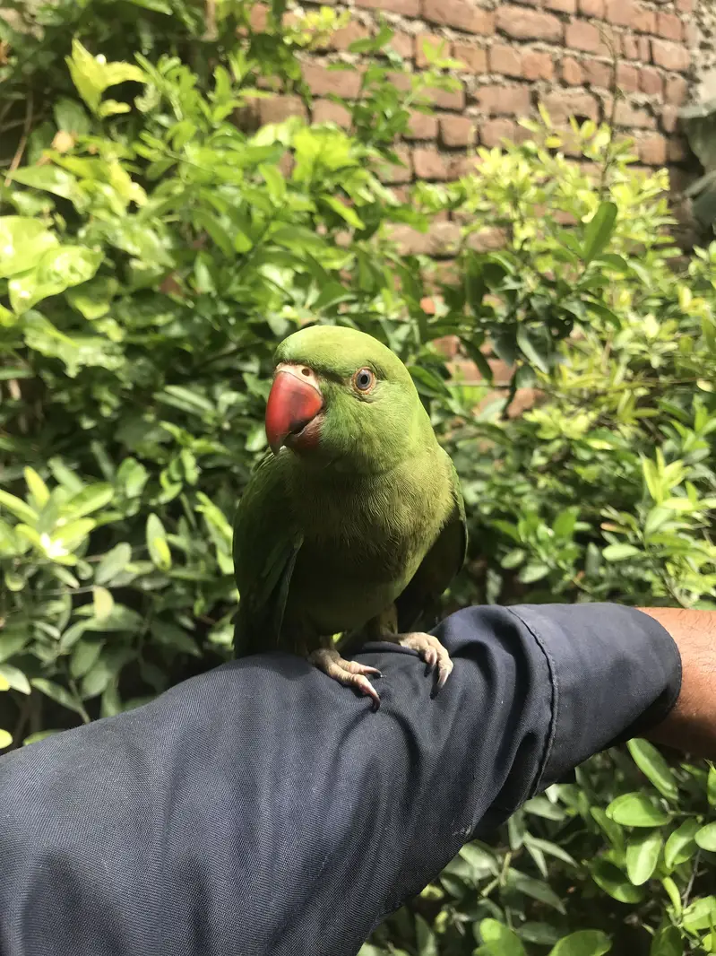 Healthy green parrot for sale.     Bolna wala tota      Hand tame — photo 2