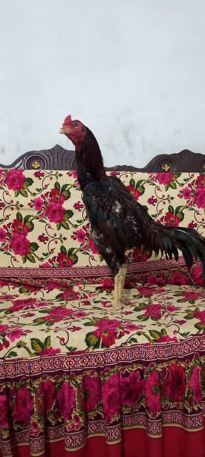 aseel Birds