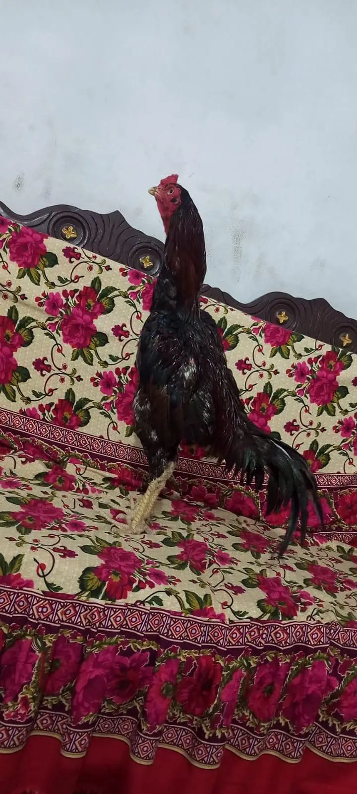 aseel Birds — photo 2