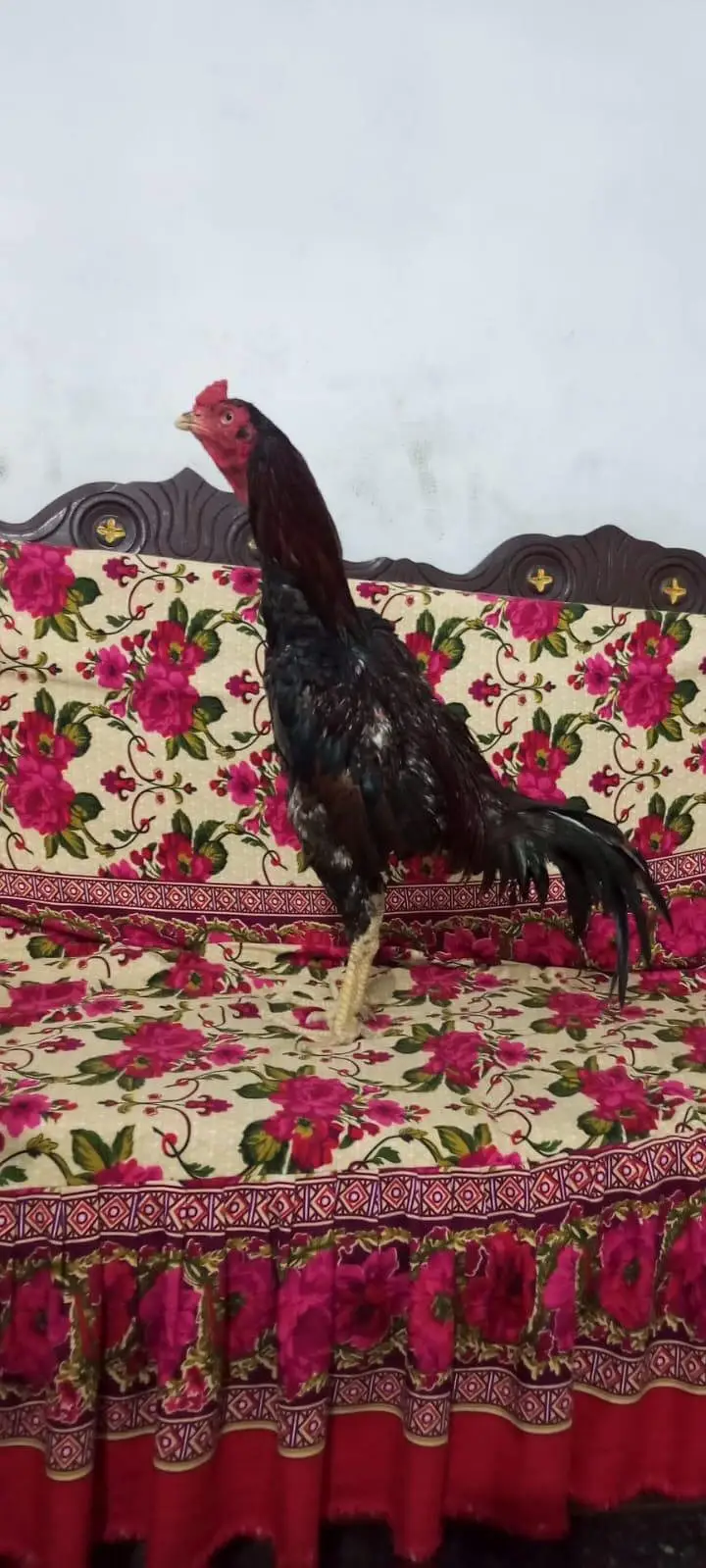 aseel Birds — photo 3