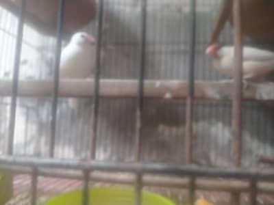 java finches breeder