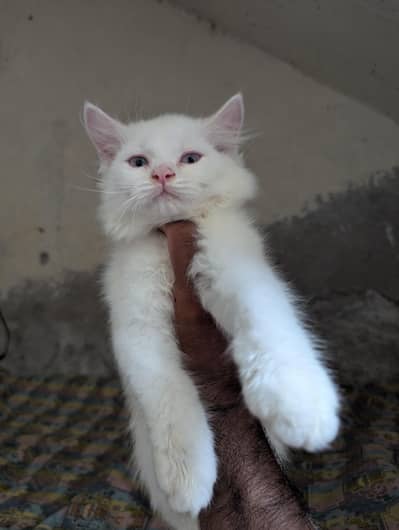Teipple Coated Fully Active Male or Female kitten For Sale