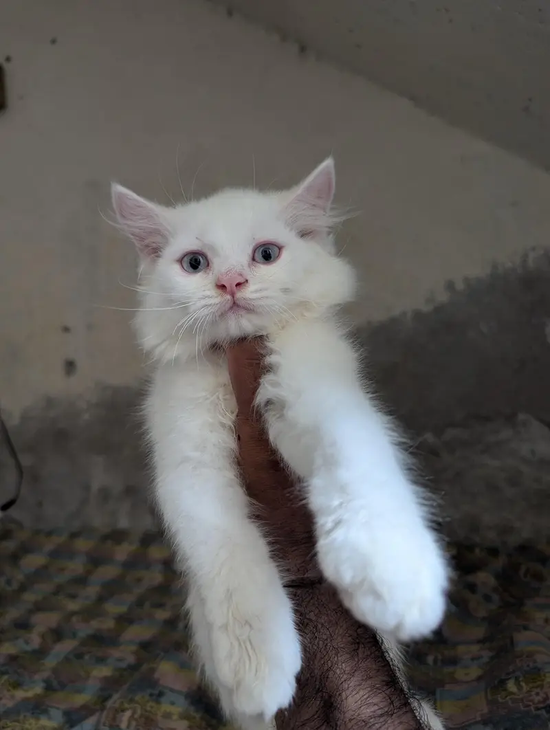 Teipple Coated Fully Active Male or Female kitten For Sale — photo 2