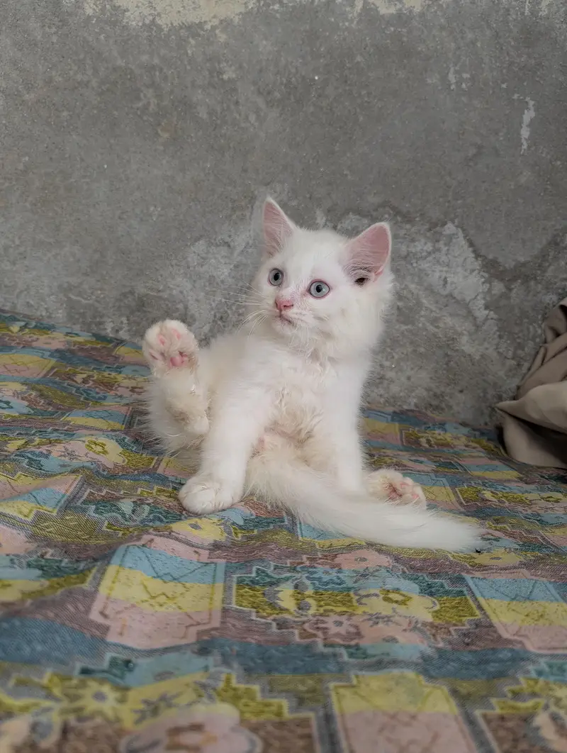 Teipple Coated Fully Active Male or Female kitten For Sale — photo 3