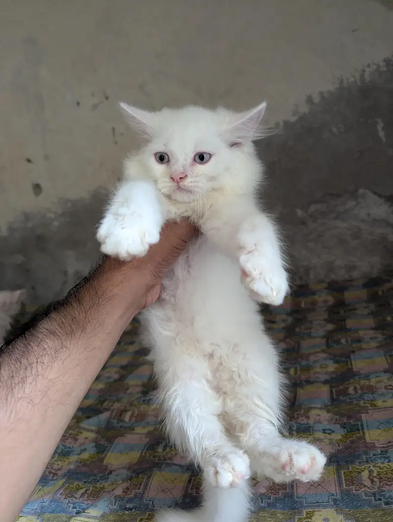 Teipple Coated Fully Active Male or Female kitten For Sale — photo 4