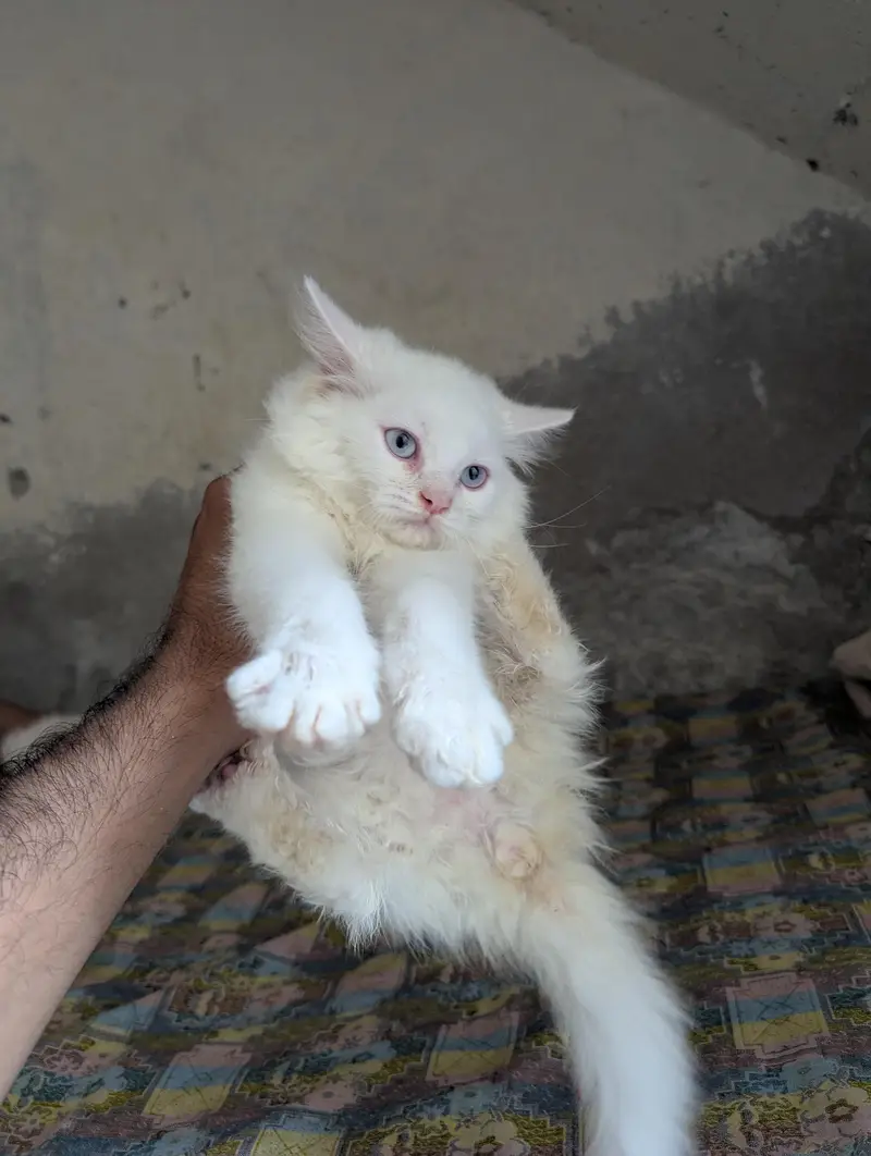 Teipple Coated Fully Active Male or Female kitten For Sale — photo 5