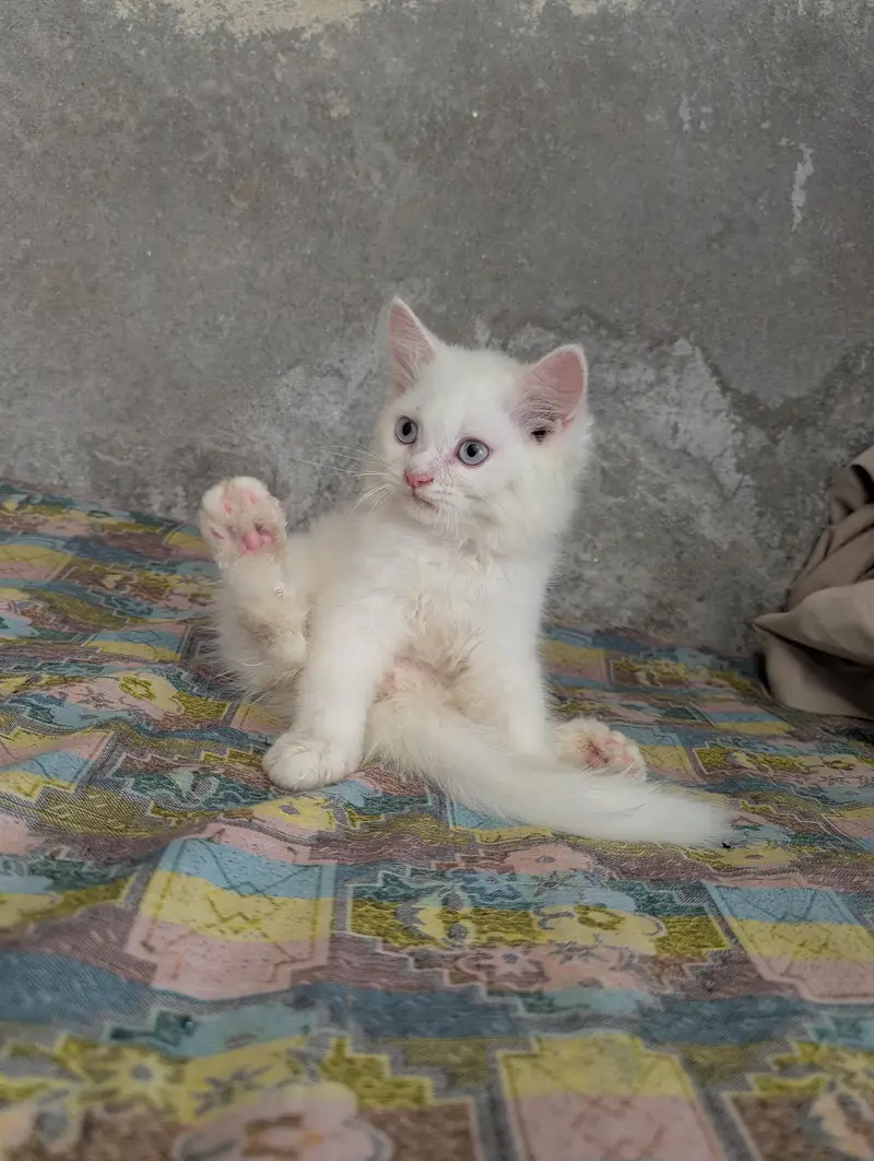 Teipple Coated Fully Active Male or Female kitten For Sale — photo 6