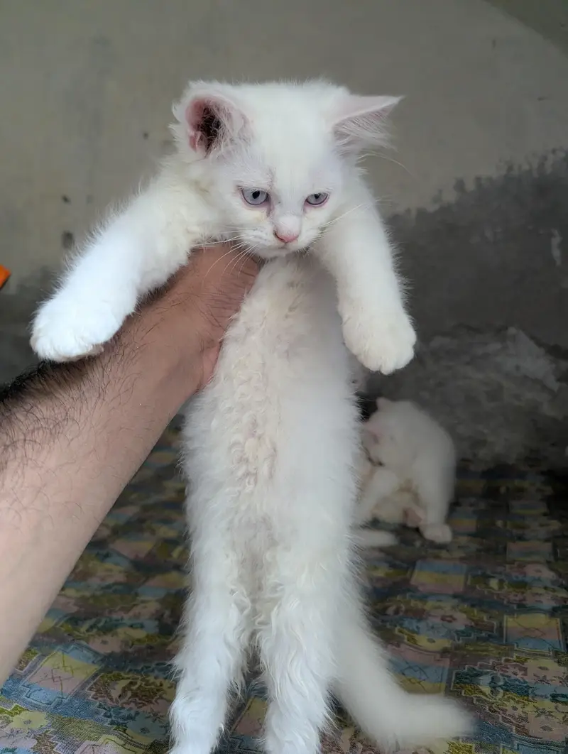 Teipple Coated Fully Active Male or Female kitten For Sale — photo 7