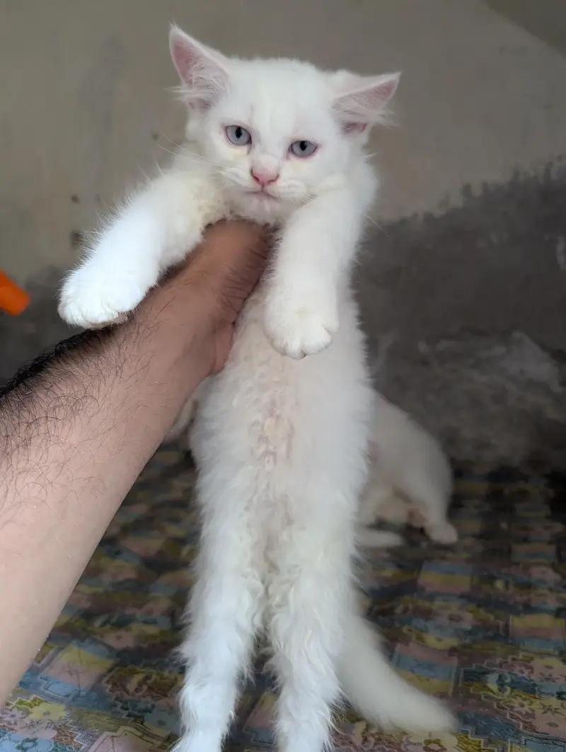 Teipple Coated Fully Active Male or Female kitten For Sale — photo 8