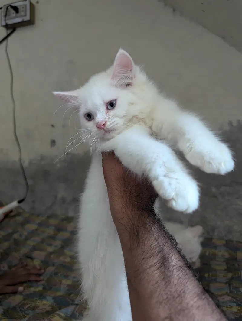 Teipple Coated Fully Active Male or Female kitten For Sale — photo 9