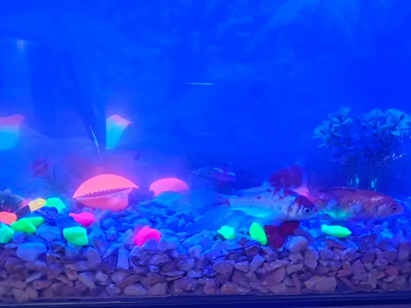 Fish incubator Aquarium for sale — photo 2