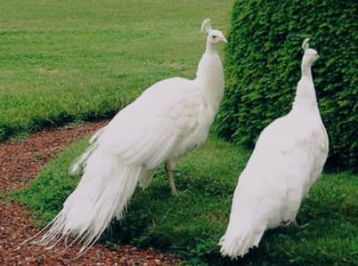 white peacock ready to breed pair available