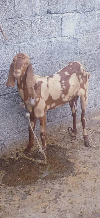 beetal bakri