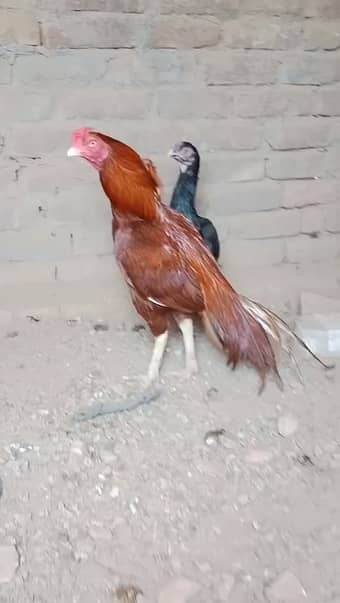 Pure Mianwali Peela Choras Nali