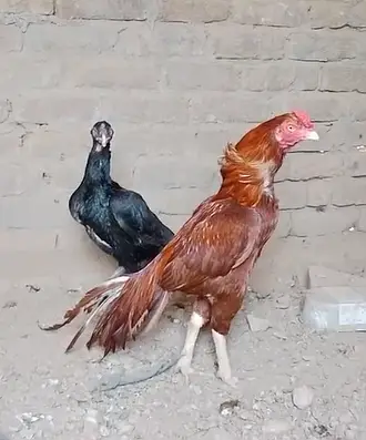 Pure Mianwali Peela Choras Nali — photo 4