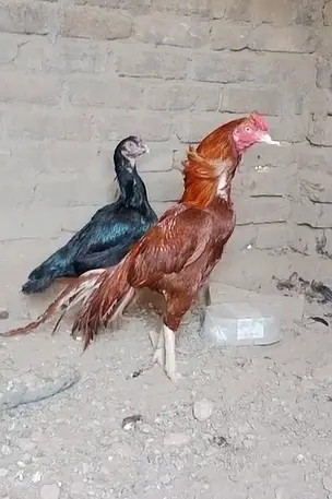 Pure Mianwali Peela Choras Nali — photo 5