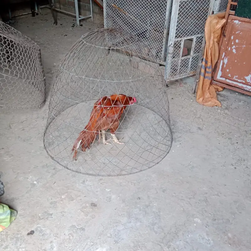 Pure Mianwali Peela Choras Nali — photo 6