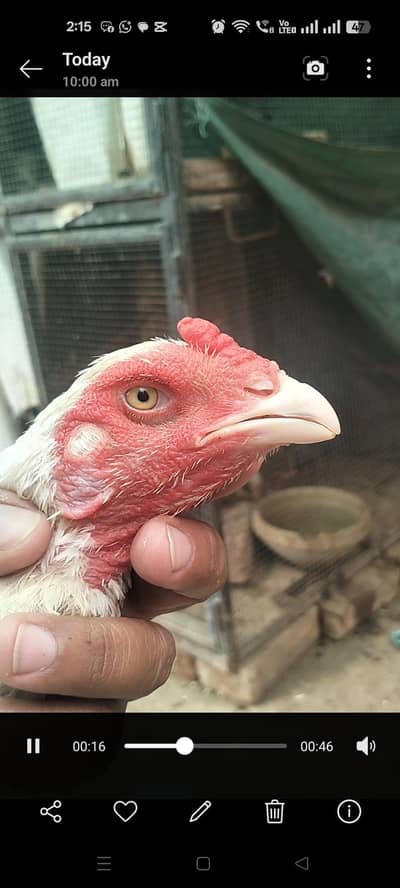 white shamo hen