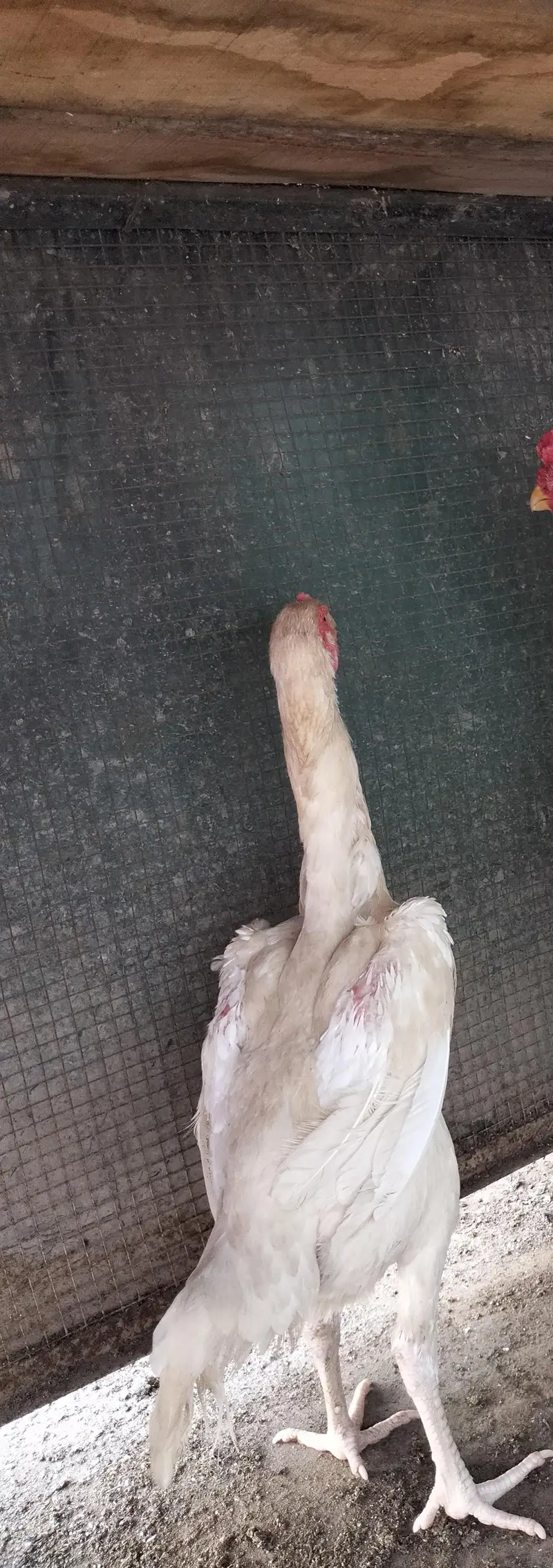 white shamo hen — photo 2