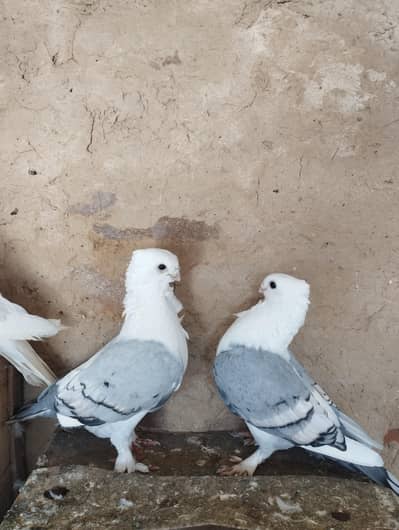 Sentient pigeons